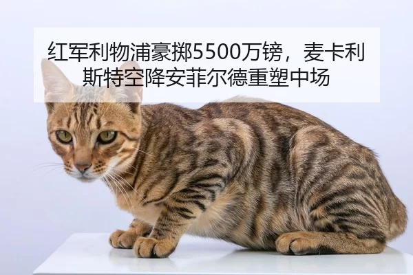 红军利物浦豪掷5500万镑，麦卡利斯特空降安菲尔德重塑中场